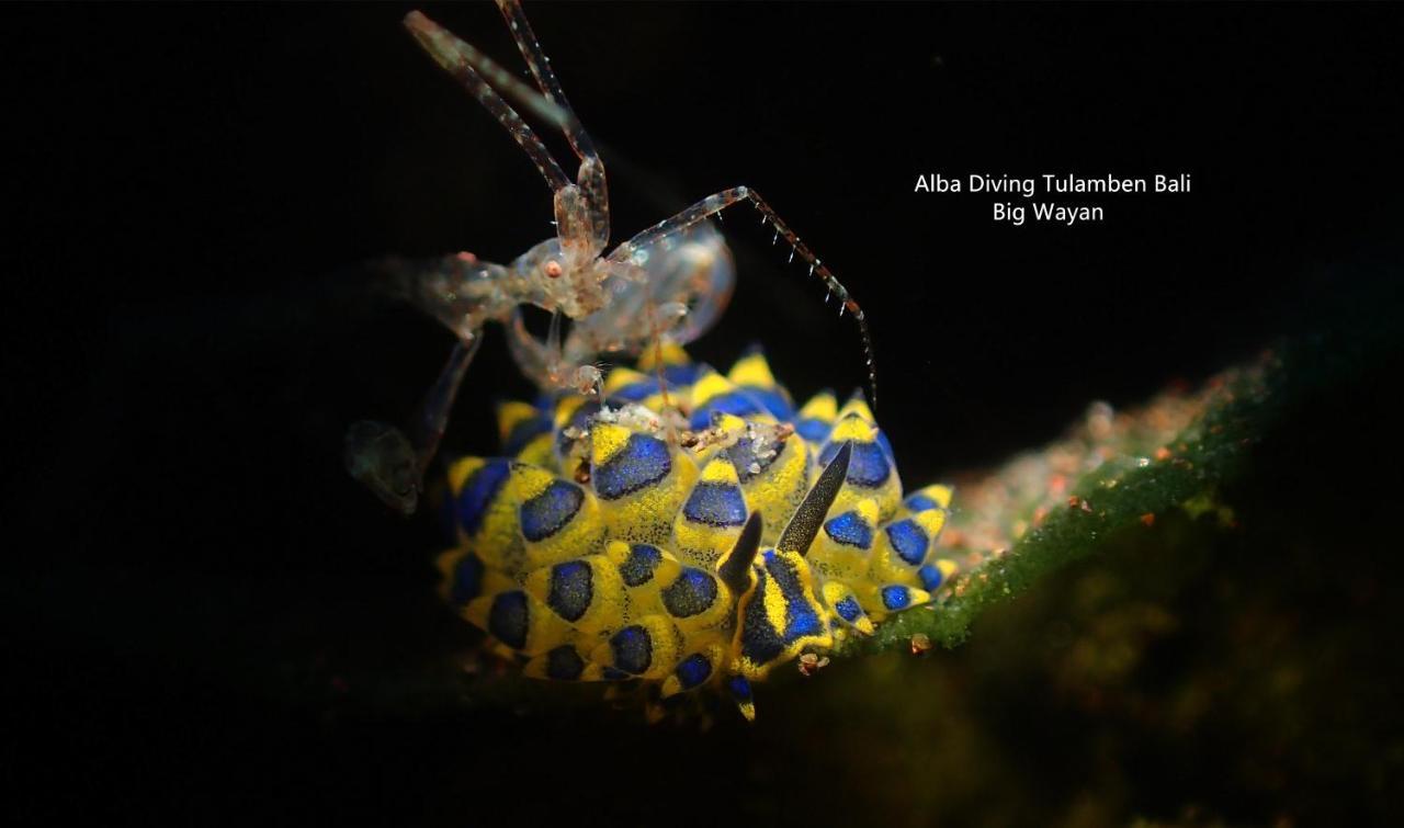 Villa Alba Bali Dive Resort Tulamben Zewnętrze zdjęcie